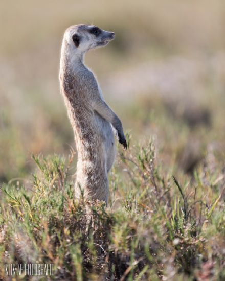 06 Meerkat 200mm 1 1250 f2.8 ISO 250