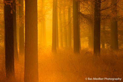 Herfst in het Dwingelderveld