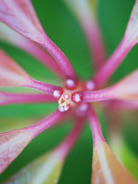 Bloem in de tuin