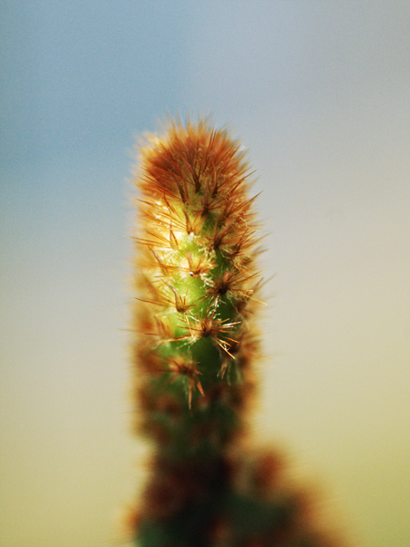 Cactus Cactus