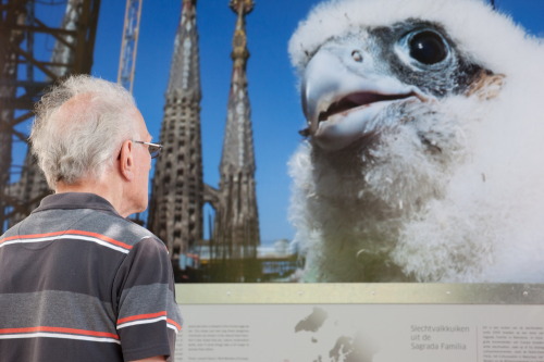 Den Haag tentoonstelling