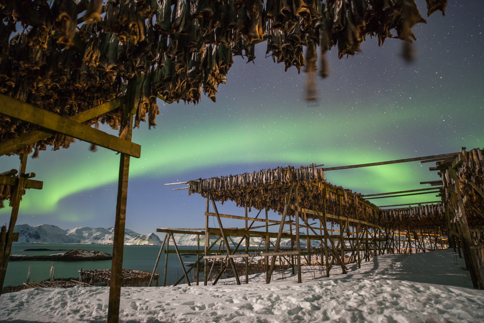 Noorderlicht Lofoten