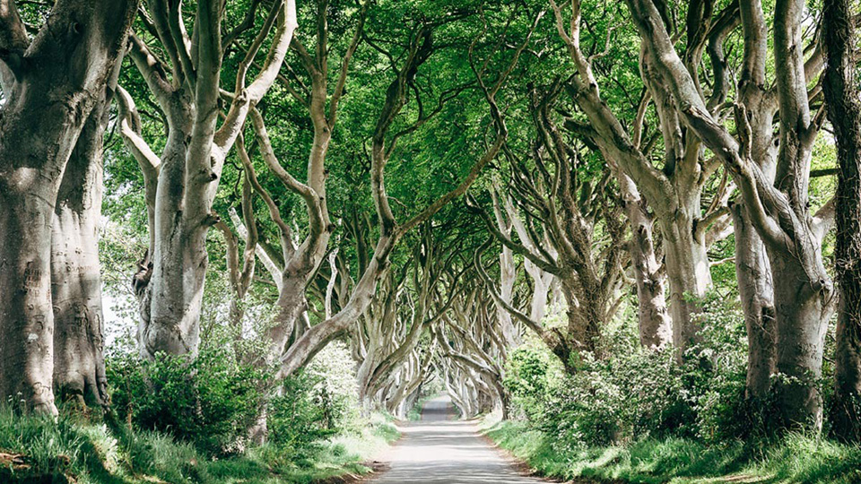 Darkhedges