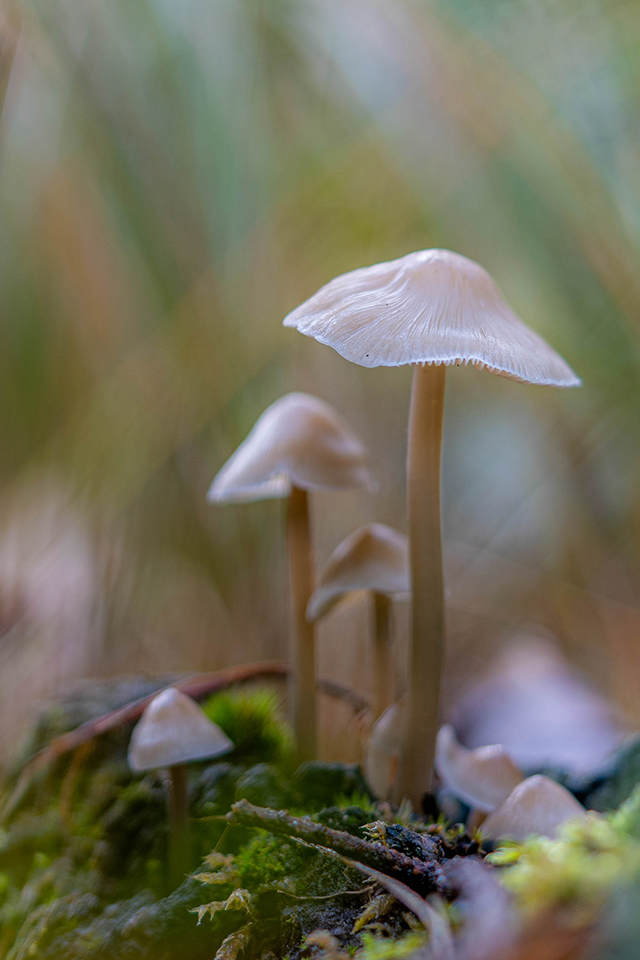 20201029 Beegderheide1 opname zonder titel 7309304