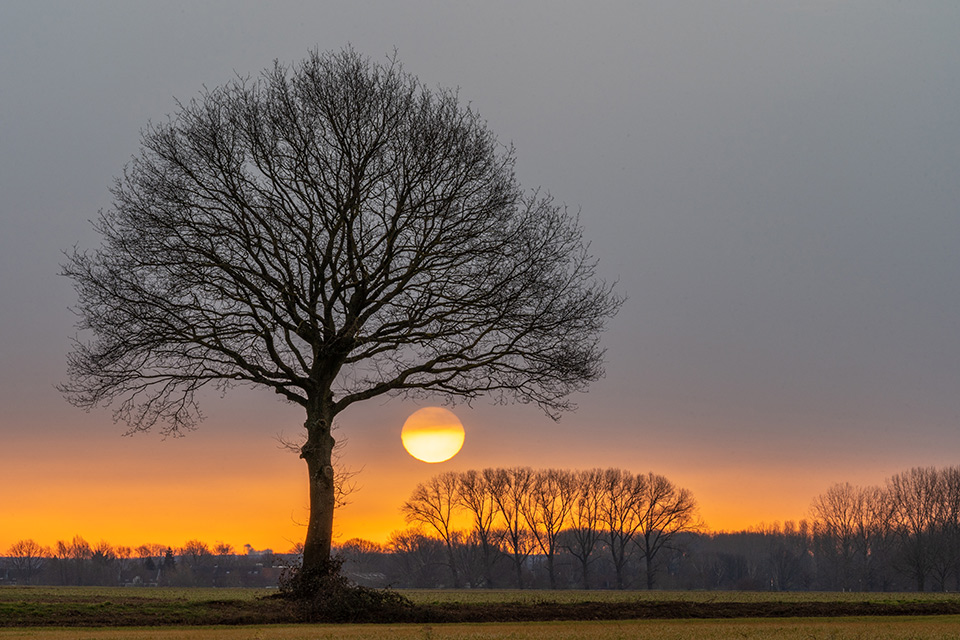 20210222 Linnerhei boom opname zonder titel 7303539 20210222 Linnerhei boom opname zonder titel 7303539
