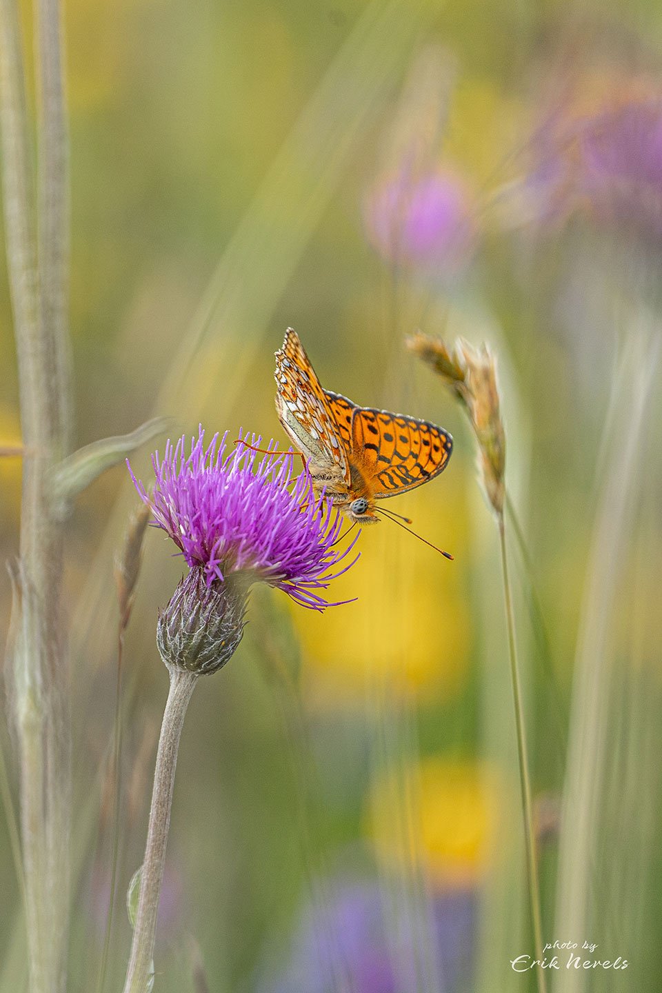 20210625 Schierdag2 opname zonder titel 734020