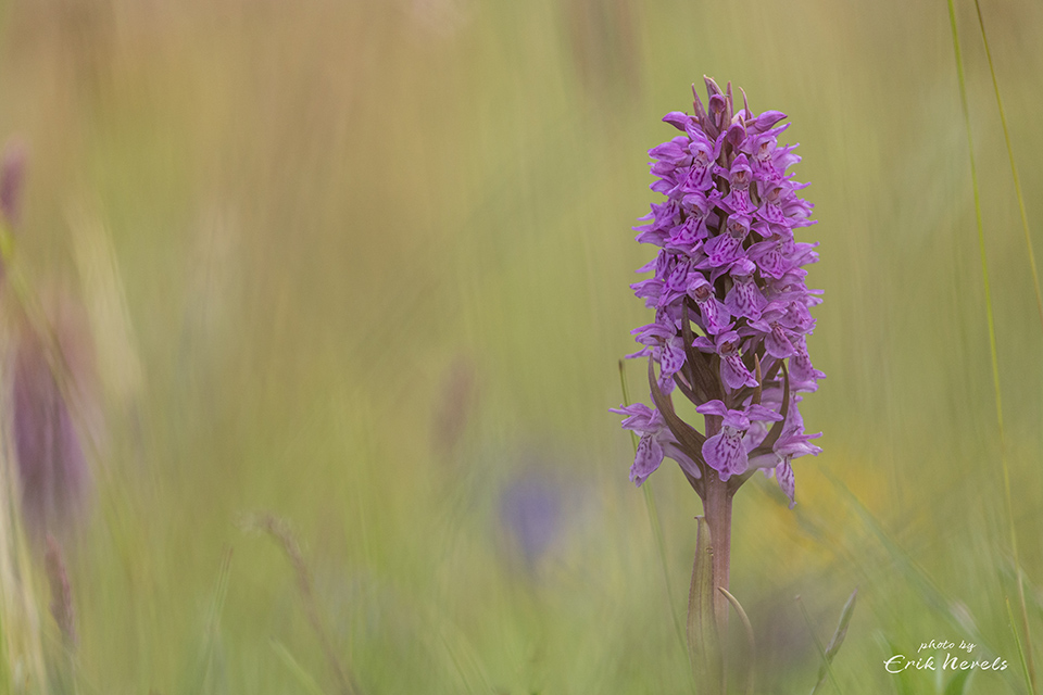 20210625 Schierdag2 opname zonder titel 734103