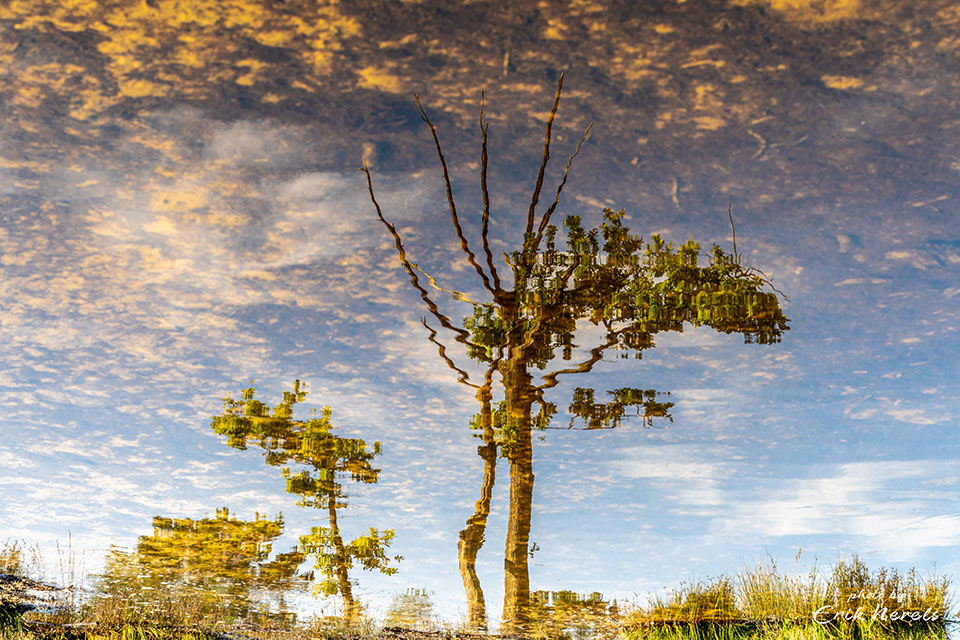 Brunssummerheide