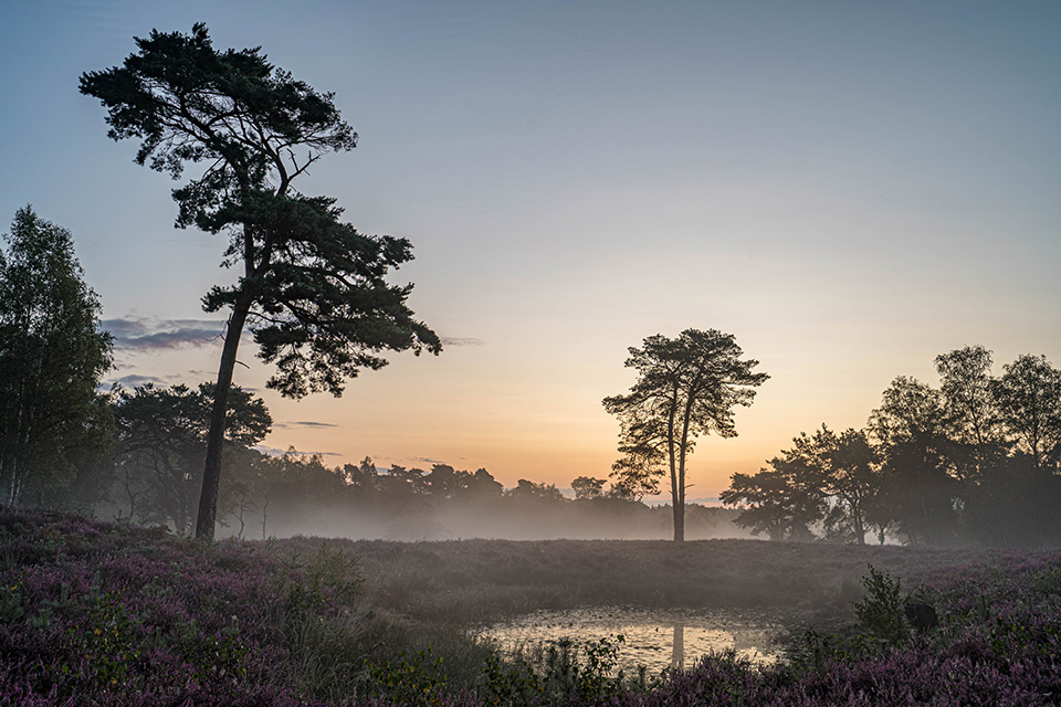 Bomen Bomen