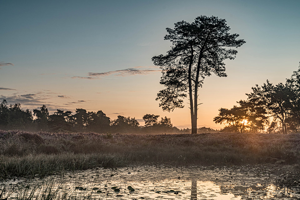 Bomen