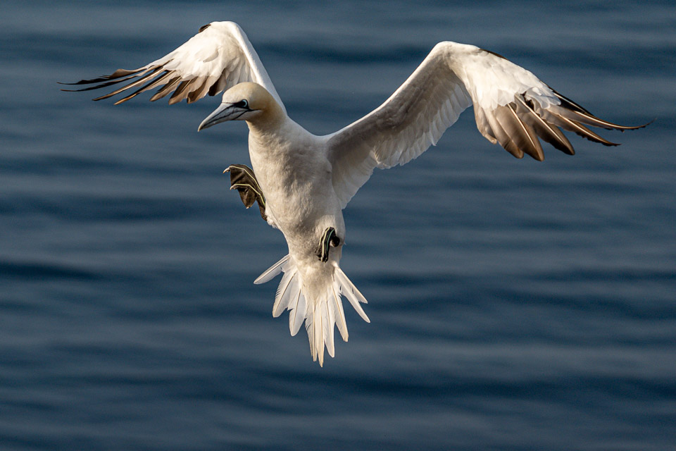 Helgoland Helgoland