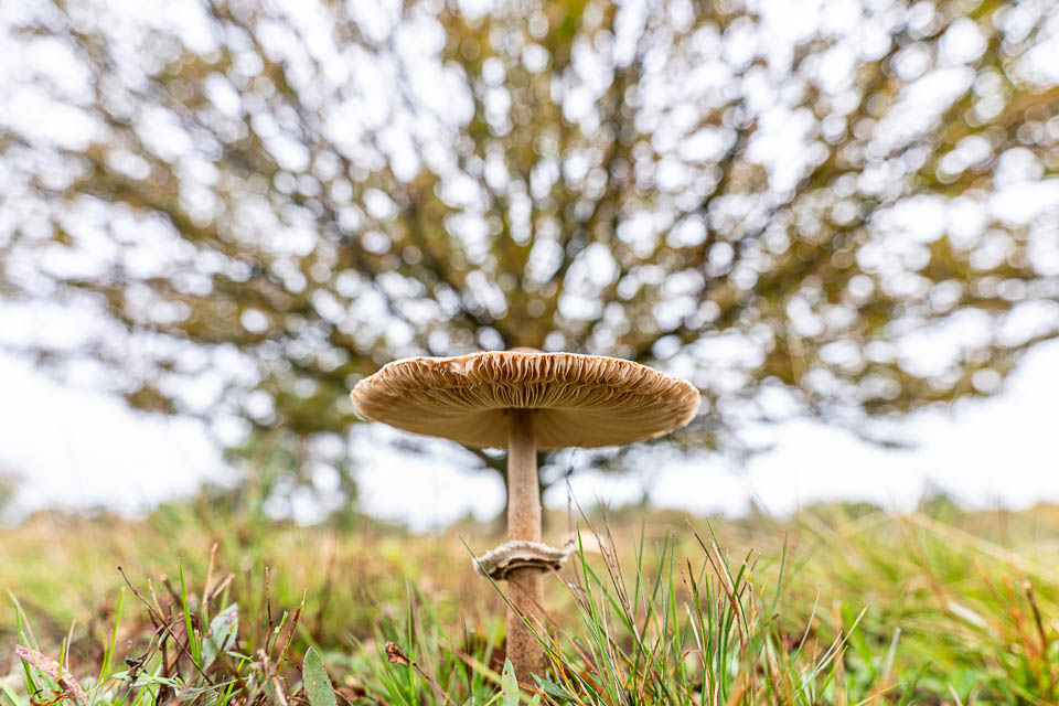 Leudal Leudal