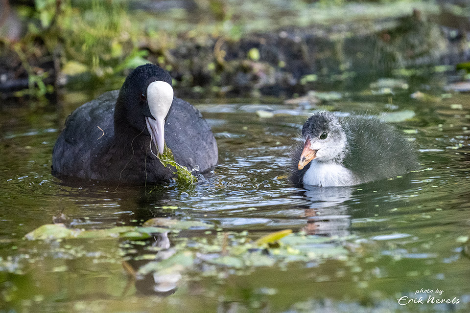 Oolderplas 82