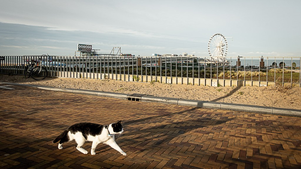 Kat op de boulevard in Scheveningen