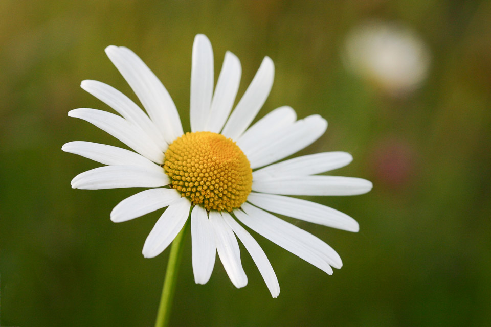 Bloem; kleine scherptediepte Bloem; kleine scherptediepte