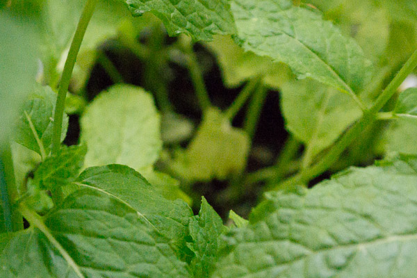 Plant op 12.800 ISO Plant