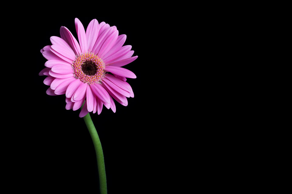 Bloem op zwarte achtergrond Bloem op zwarte achtergrond