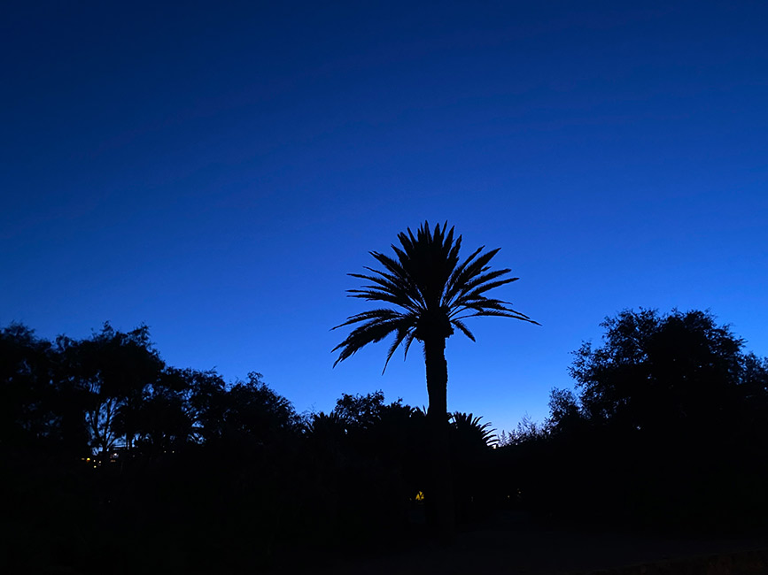 Blauwe lucht palmboom