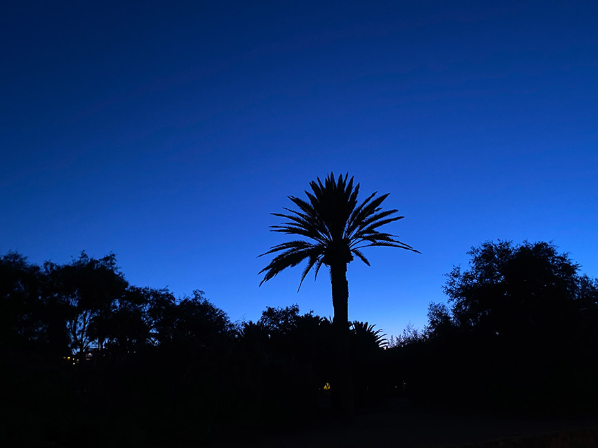 Blauwe lucht palmboom Blauwe lucht palmboom