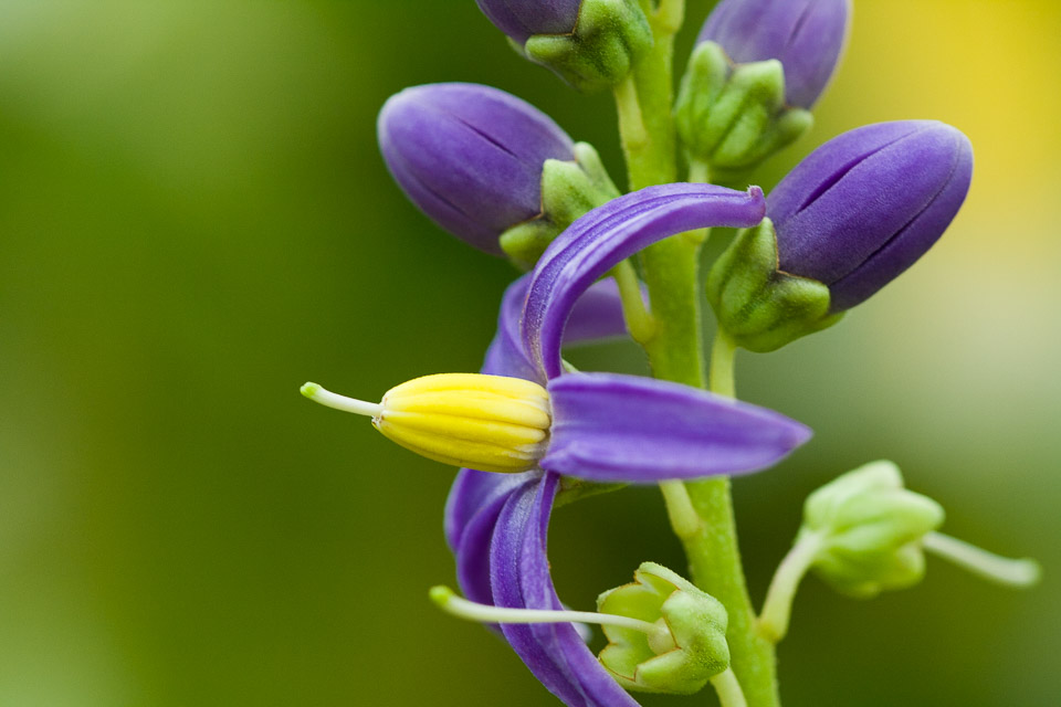 Bloem (detail)