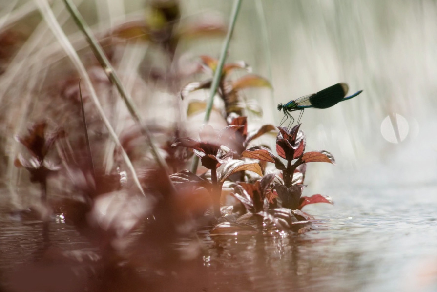 Bokeh bubbels