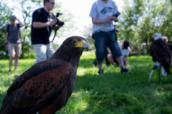 Roofvogels