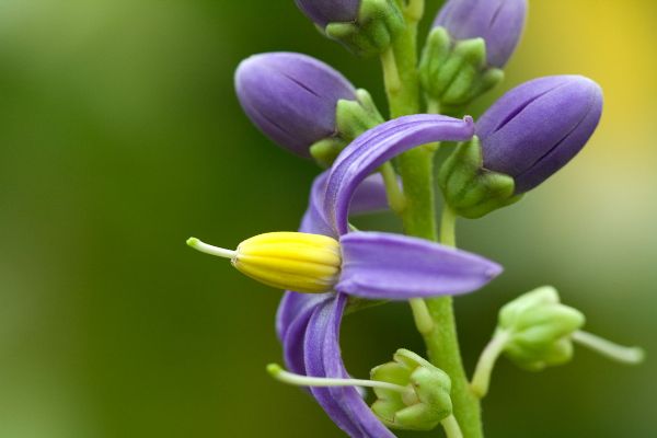 Bokeh - zachte romige achtergrond onscherpte Flower 7228