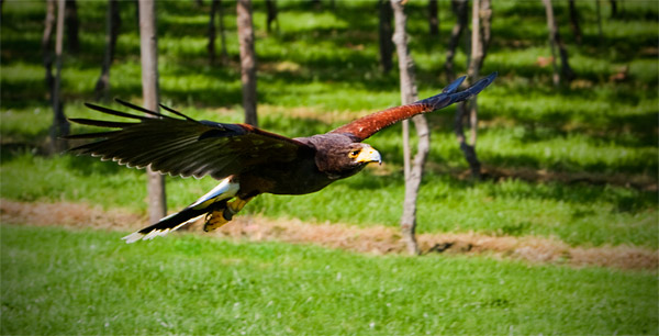 Roofvogel in vlucht