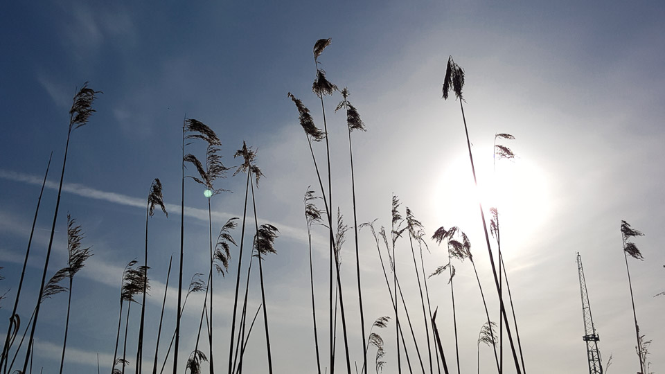 Riet Riet