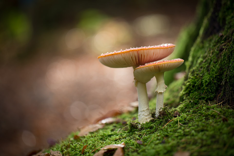 Padddenstoelen