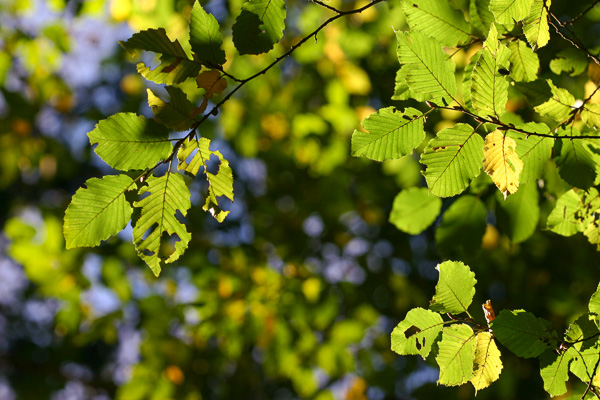 Herfstbladeren