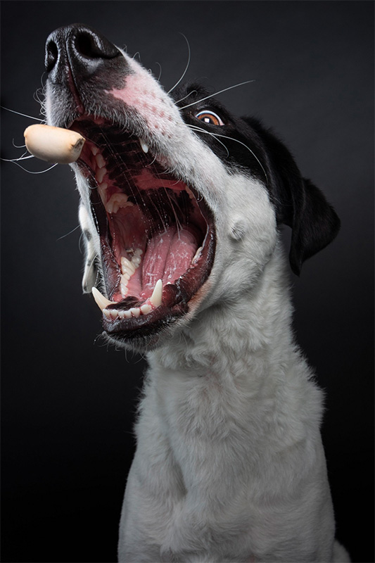 Hpp juvat hond Hpp juvat hond