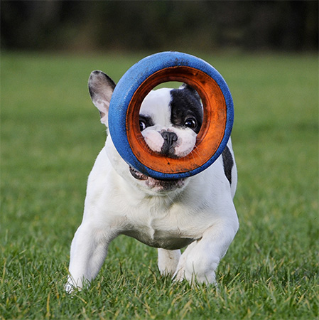 Foto door Paul Walker Huisdieren be playfull
