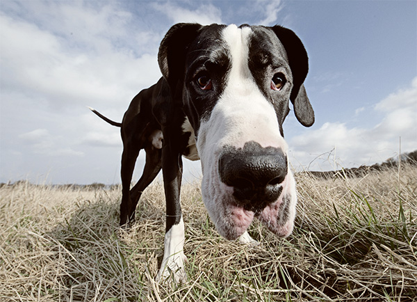 Foto door Paul Walker Huisdieren paul walker pet poses