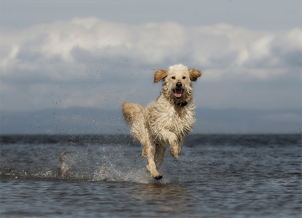 Huisdieren playfull