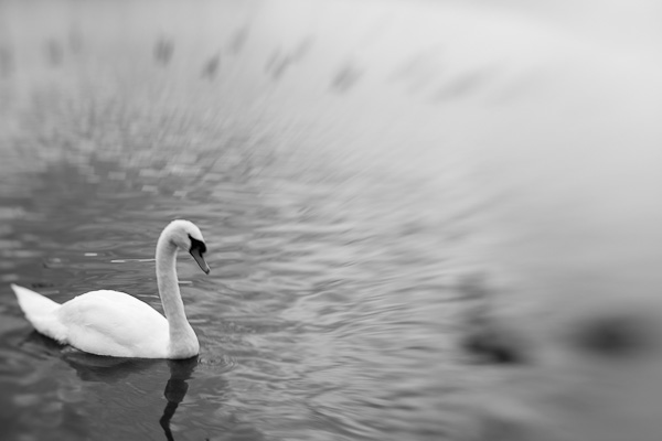 Lensbaby zwaan