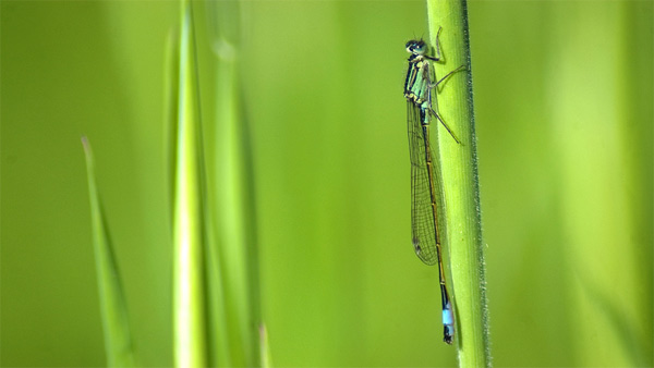 Common Blue Damselfly door Koen Miseur Common Blue Damselfly door Koen Miseur