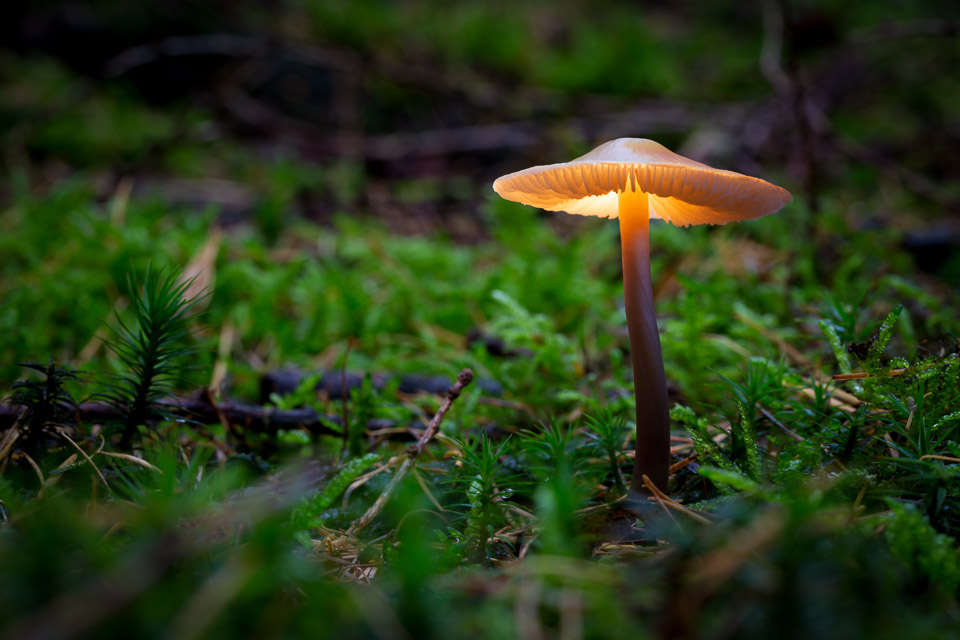 Lichtgevende paddo Lichtgevende paddo