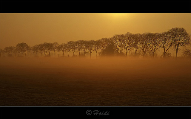 Mist heidi