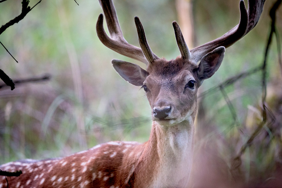 Nikon wildlife: Damhert in de struiken