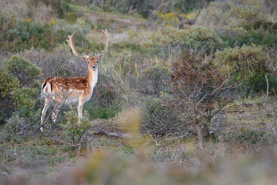 Nikon Wildlife: Damhert in het veld 