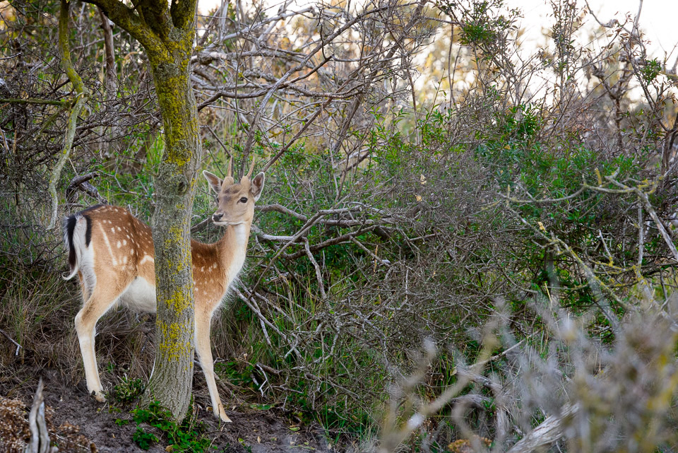 Nikon wildlife: Damhert