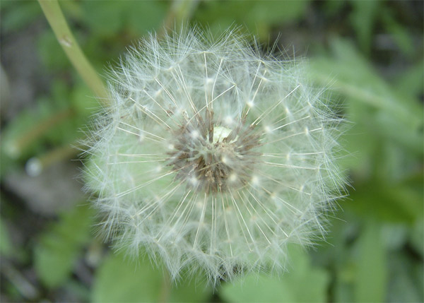 Paardenbloem Paardenbloem
