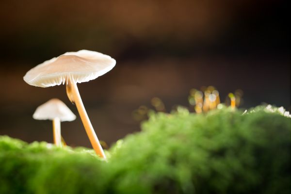 Een flitser verstopt achter de paddenstoelen zorgde voor het licht van achteren Paddo flitsen