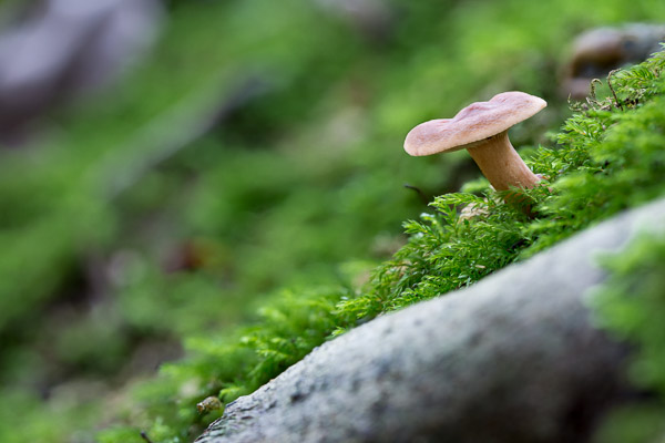 Paddo focusstack