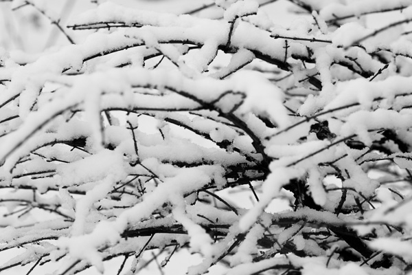Besneeuwde takken in zwart-wit Sneeuw takken zw