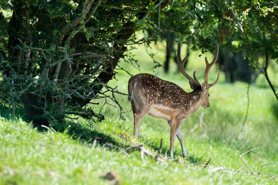 Sony 600mm - Safaripark