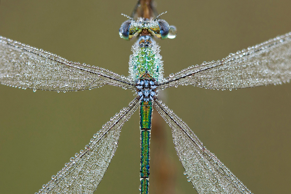 Tengere pantser close up