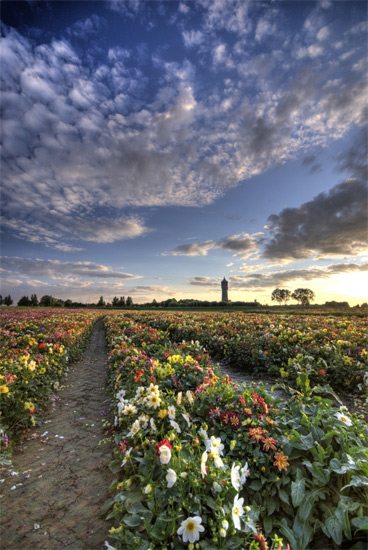 Thijs hakvoort watertoren van scherpenisse