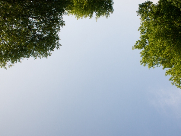 Bomen Bomen
